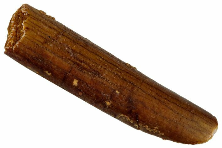 Fossil Sauropod Dinosaur (Rebbachisaurus) Tooth - Morocco #293653